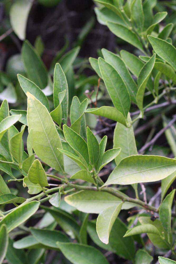              Sun leaves (Kinokuni, Riverside, CA)       